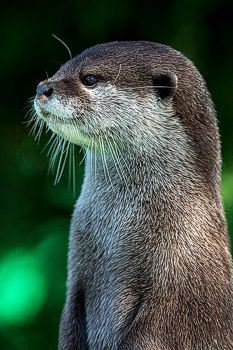 Otter!