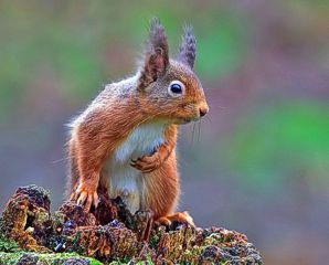 Red Squirrel