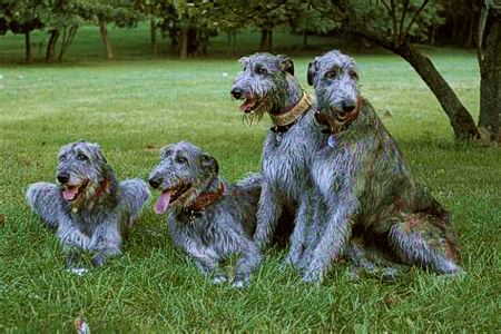 Irish Wolfhounds