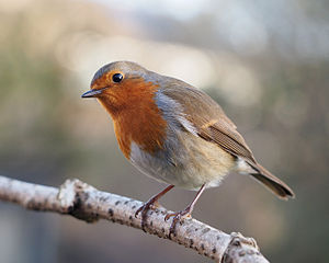 Robin redbreast