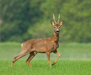 roe deer
          buck