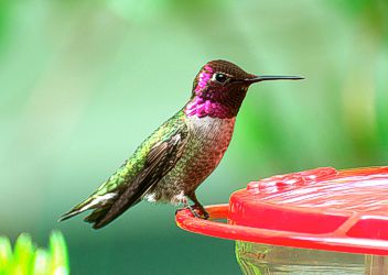 Anna's
          Hummingbird male